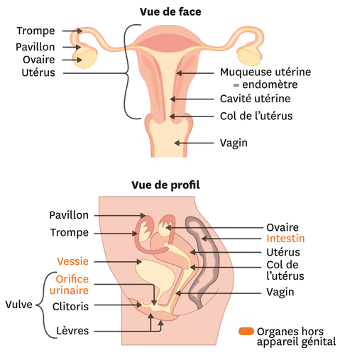 diagramme du système excréteur vierge