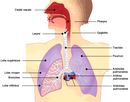 Pôle 1