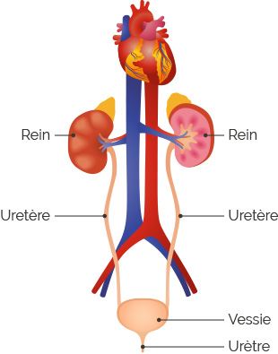 diagramme du système excréteur vierge